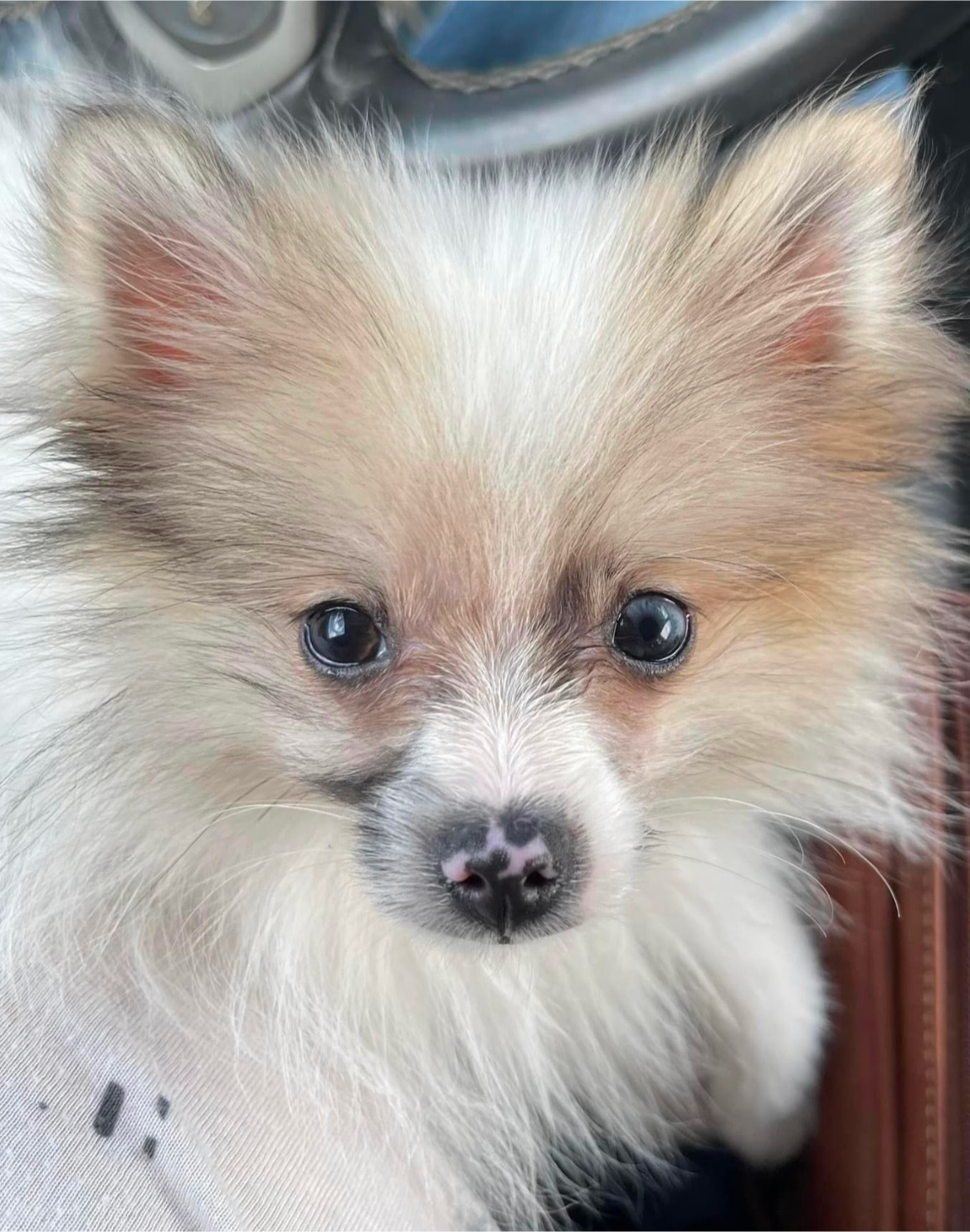 Puppy owner community