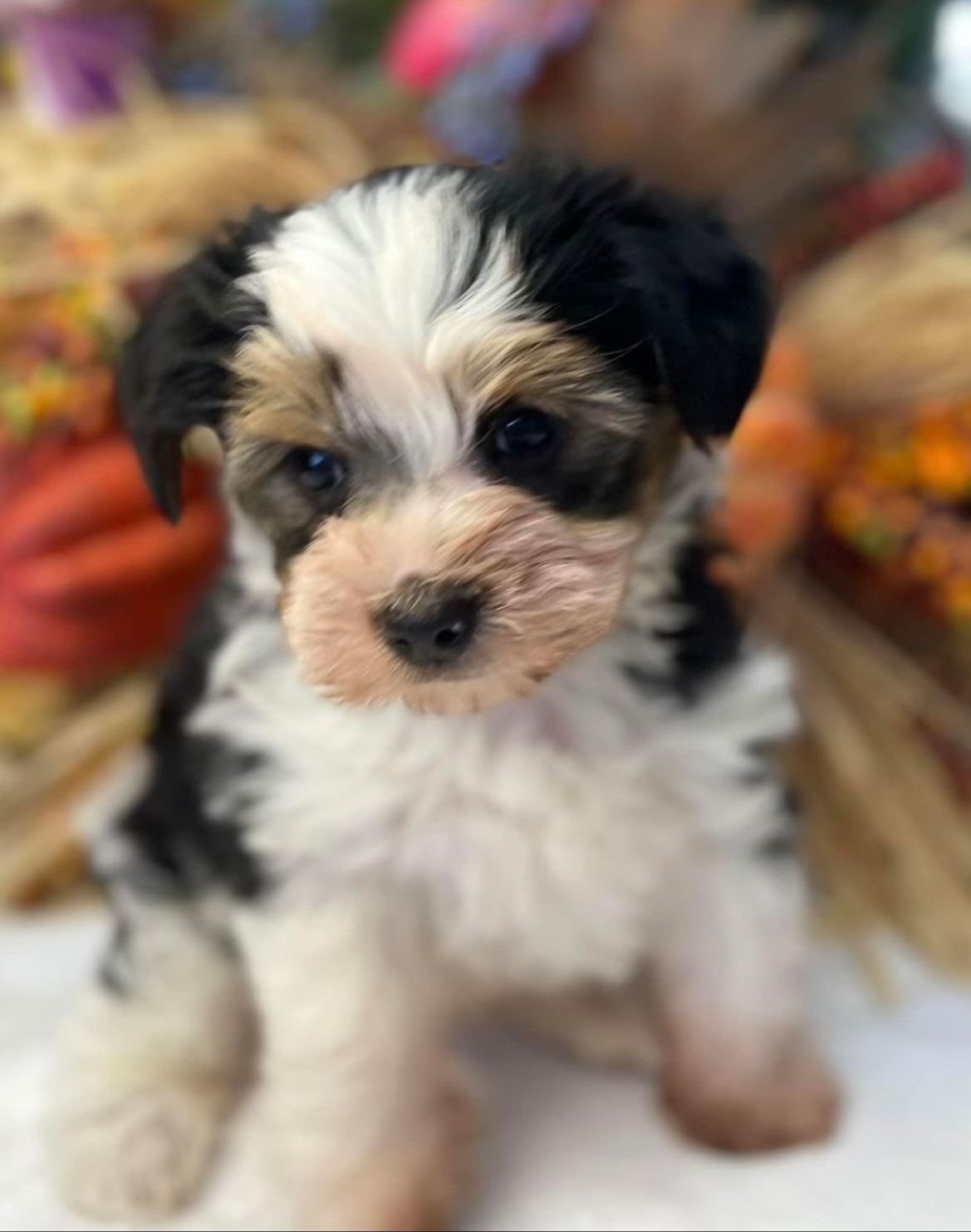 Puppy products and accessories