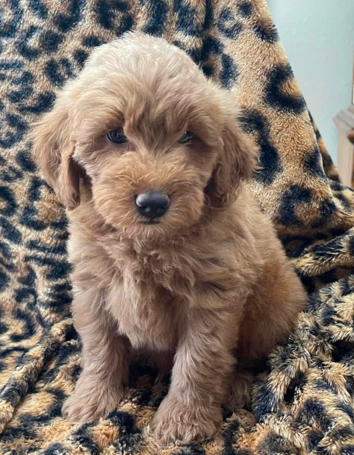 Puppy training and obedience