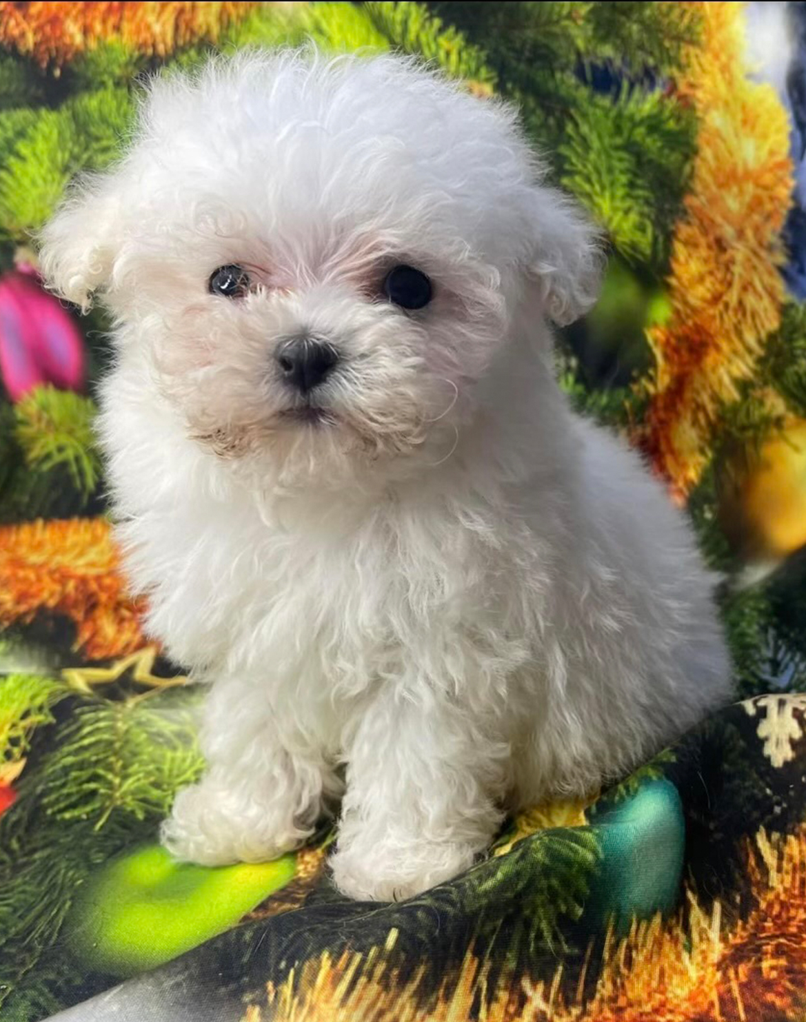 Maltese