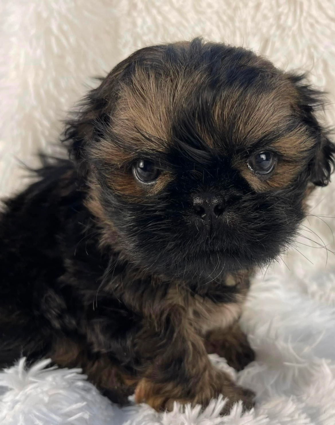 Shih Tzu