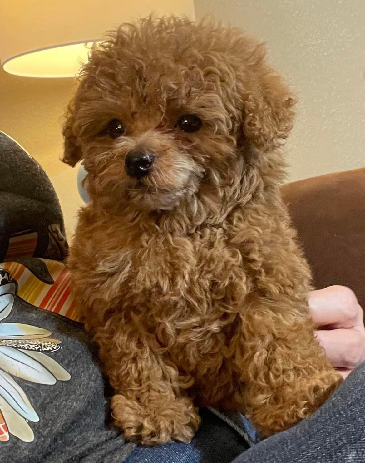 Toy Poodle