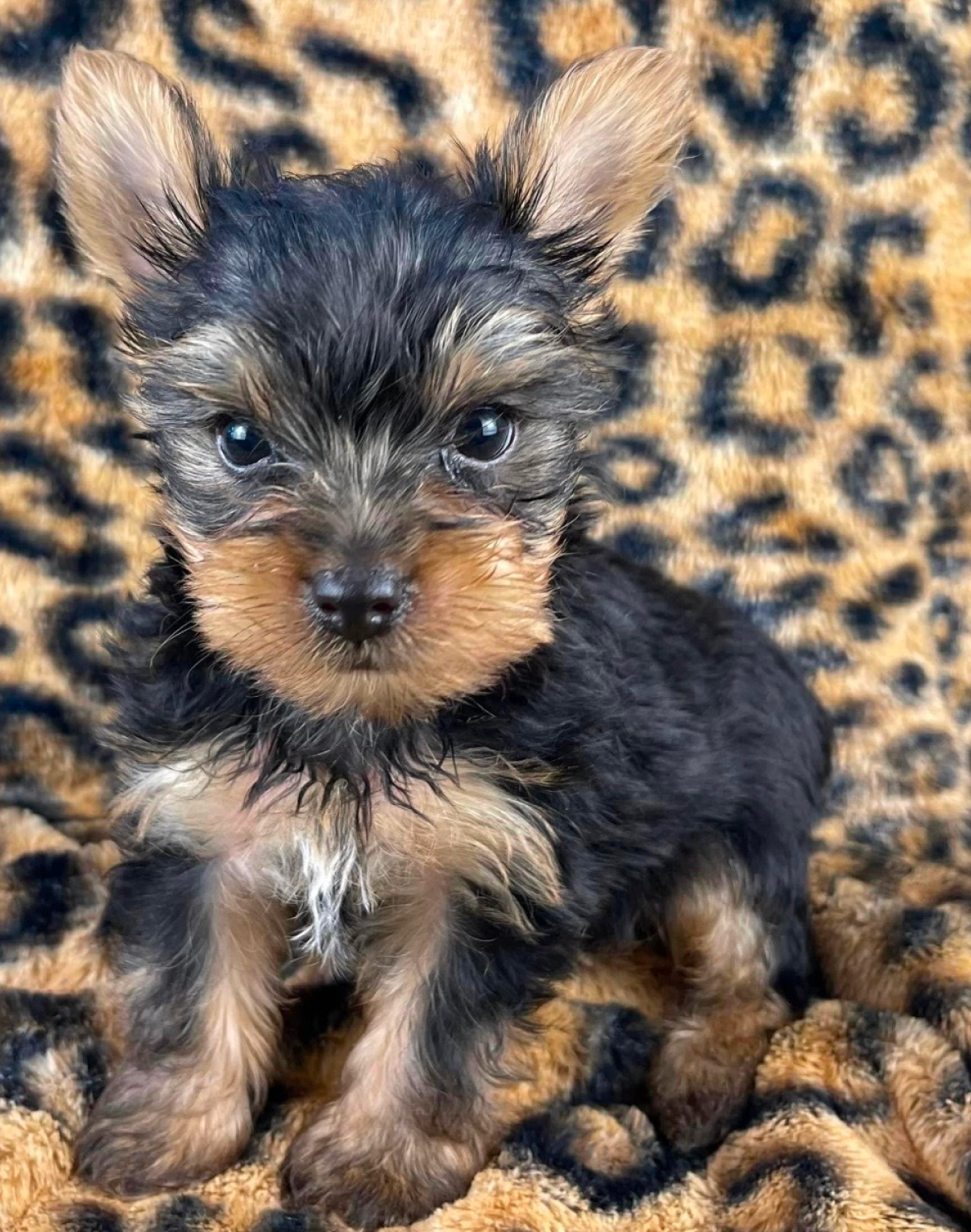 Yorkshire Terrier